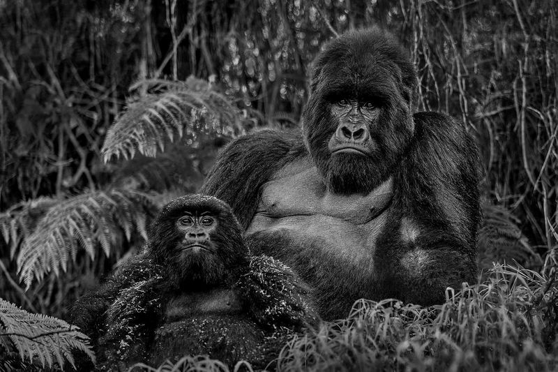 Father and Son